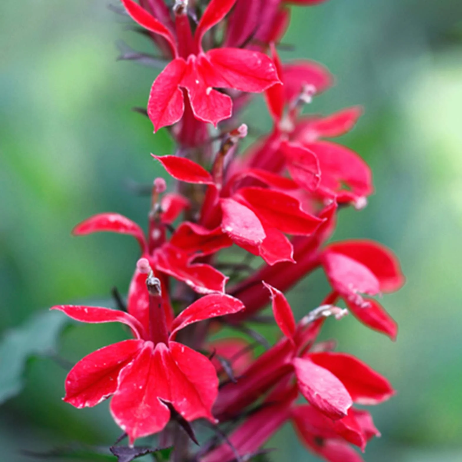 Benoon Lobelia Seeds,100 Pz/Bag Lobelia Seeds Perenne Lobelia Piantine di fiori da tavolo per Balcone Seed