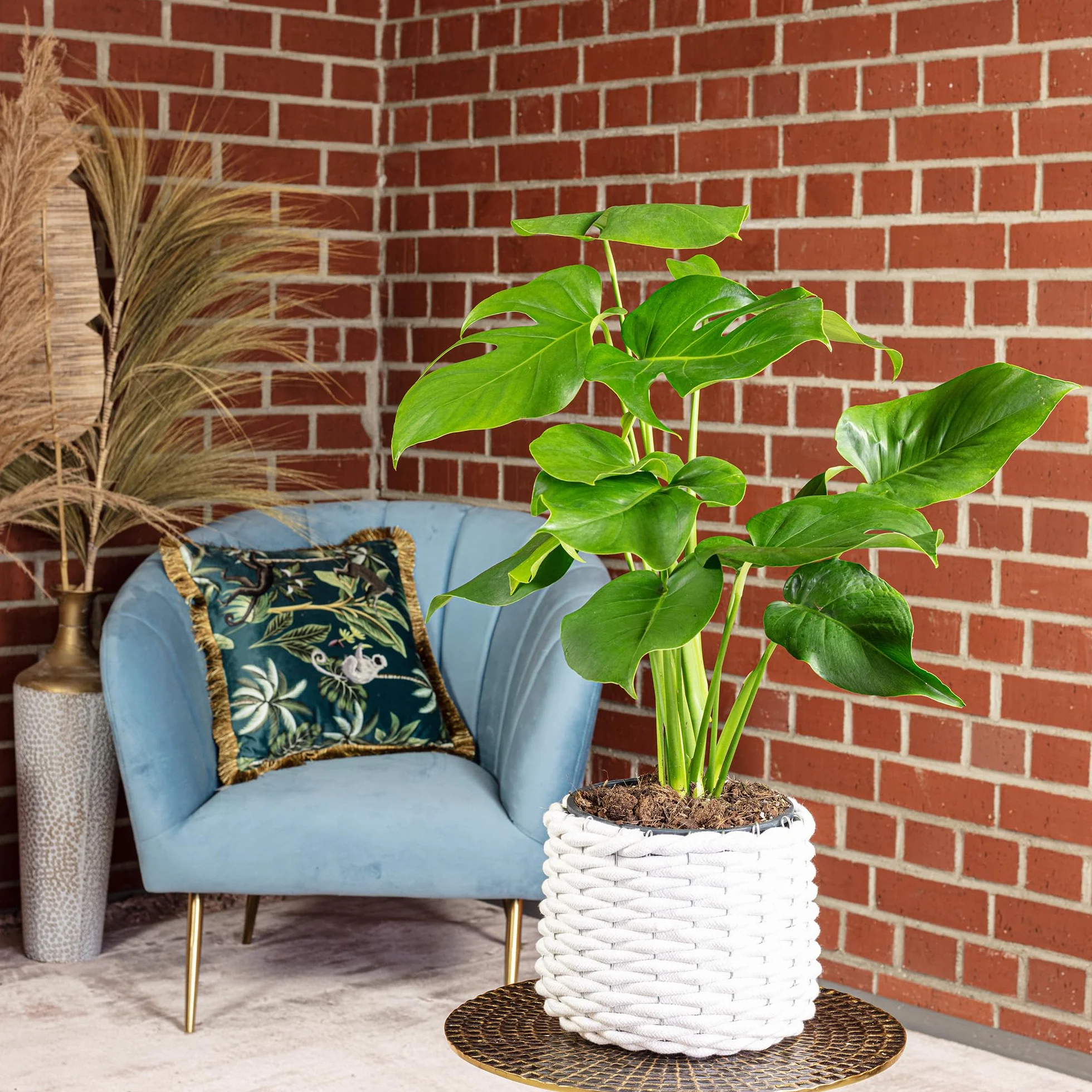 Skrzydło okienne - łatwa w pielęgnacji roślina pokojowa, Monstera Deliciosa - wysokość ok. 75 cm, średnica doniczki 19 cm