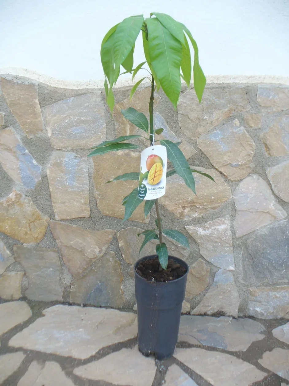 Drzewo mango Mangifera indica ok. 100-120 cm