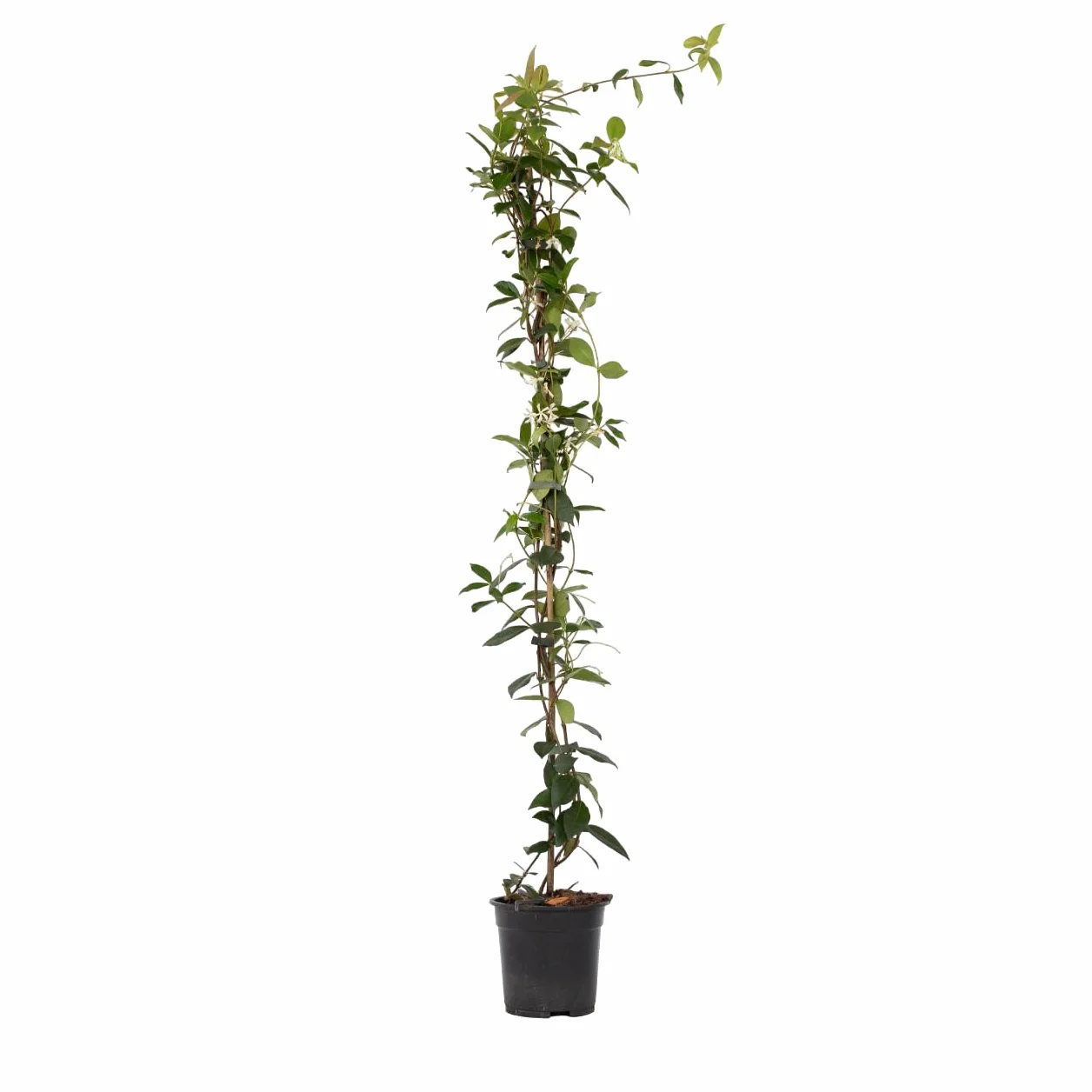 Plant in a Box - Jaśmin Toskański - Trachelospermum jasminoides - Wys. 110-120 cm - Doniczka 17 cm - Roślina pnąca