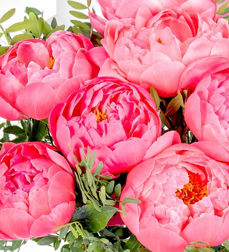 Peony Blush - Bukiet świeżo ciętych kwiatów na urodziny, rocznice lub prezenty z podziękowaniem - jasna i radosna niespodzianka kwiatowa