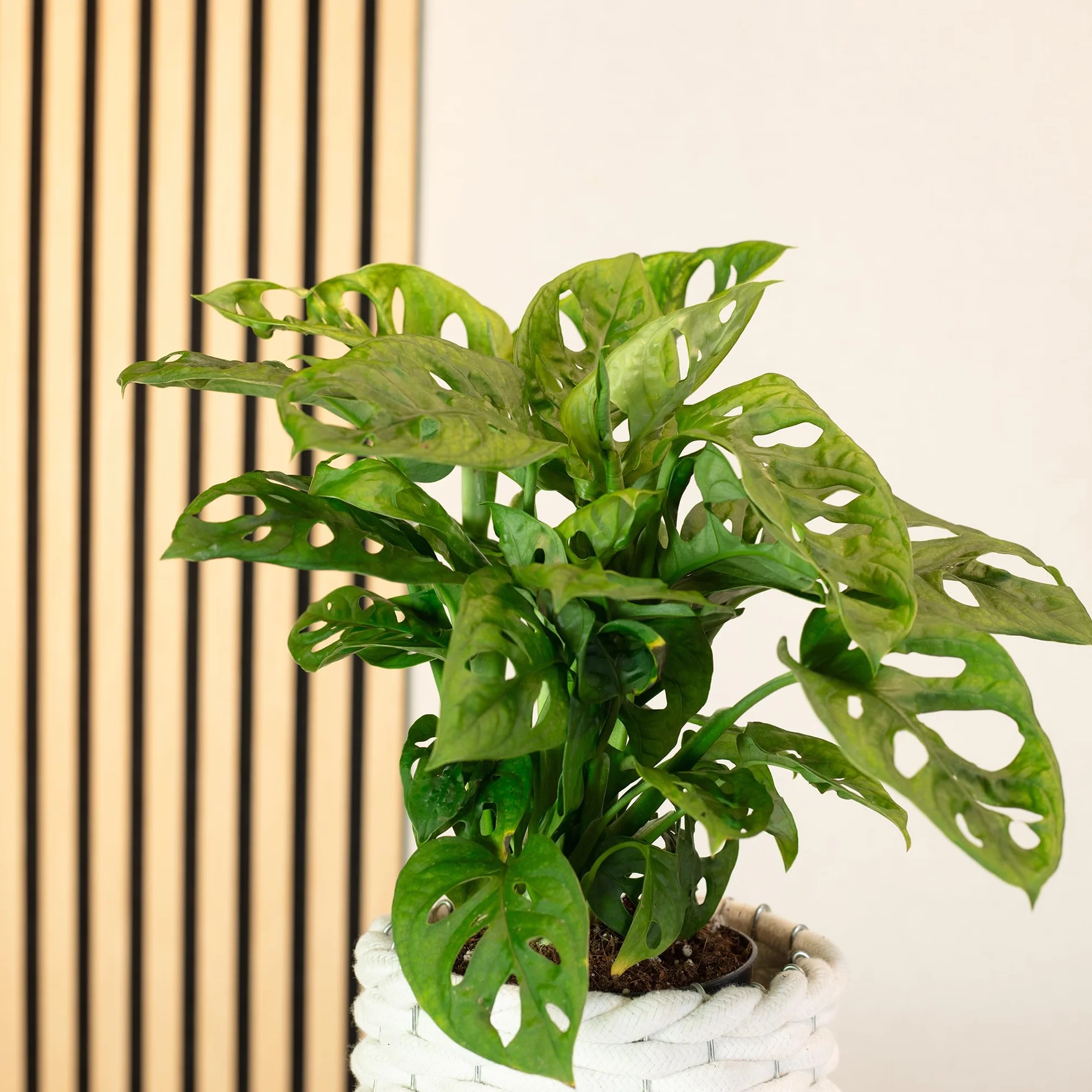 Monstera Monkey, łatwa w pielęgnacji roślina pokojowa, wysokość około 25 cm, średnica doniczki 12 cm