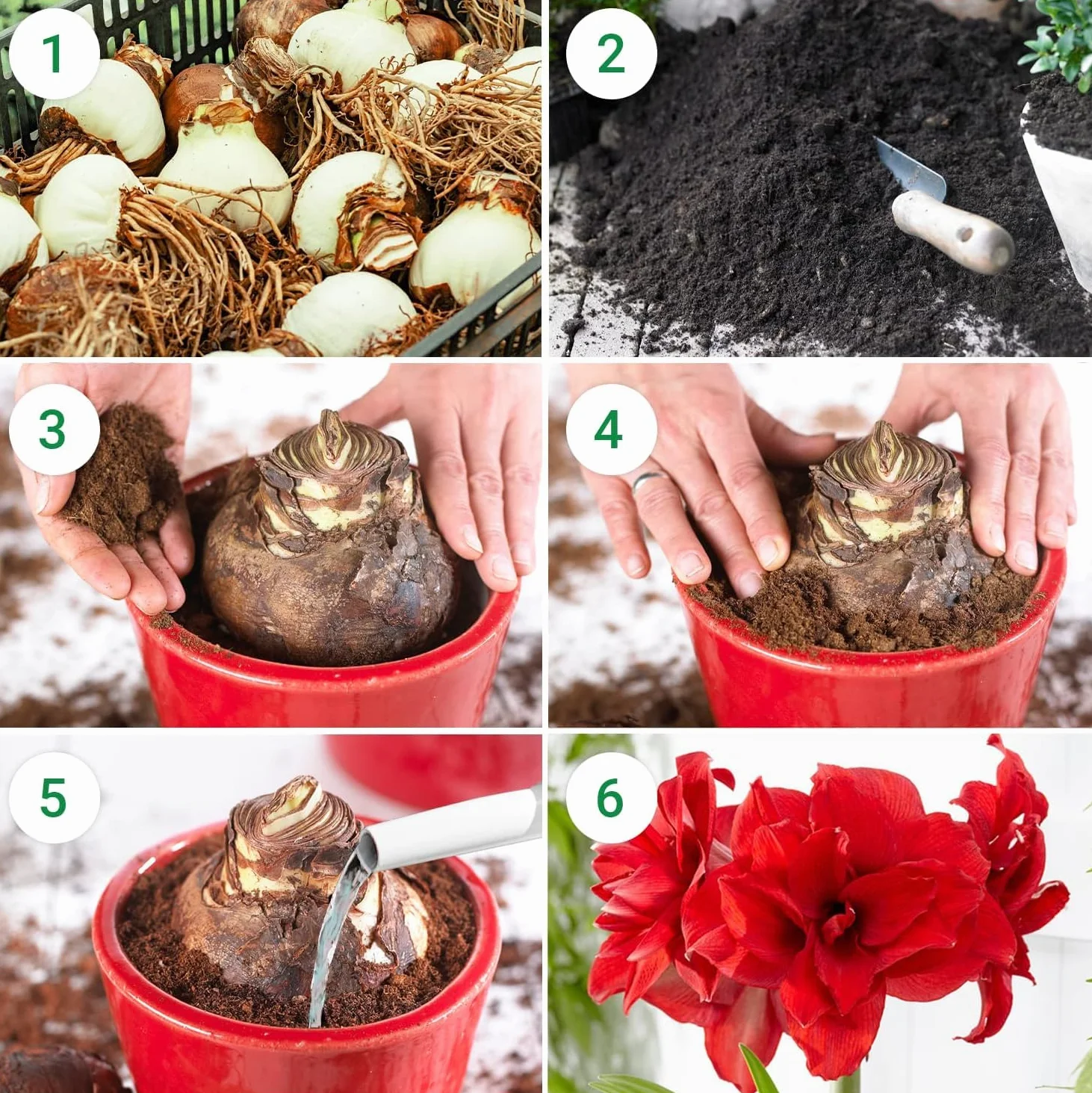 Cebula Amaryllis Celica 26/30 Hippeastrum z Holandii