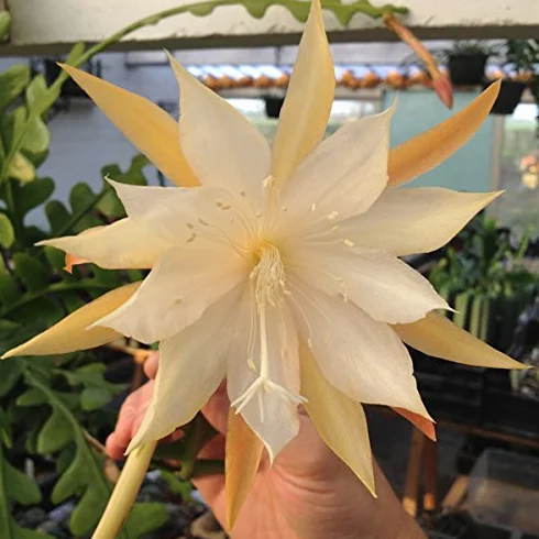 SUNNYPLANTS – Epiphyllum anguliger, kaktusy w jodełkę, rośliny Epiphyllum, sadzonki, kaktusy, nasiona kaktusa, sadzonki, sukulenty, rośliny pokojowe