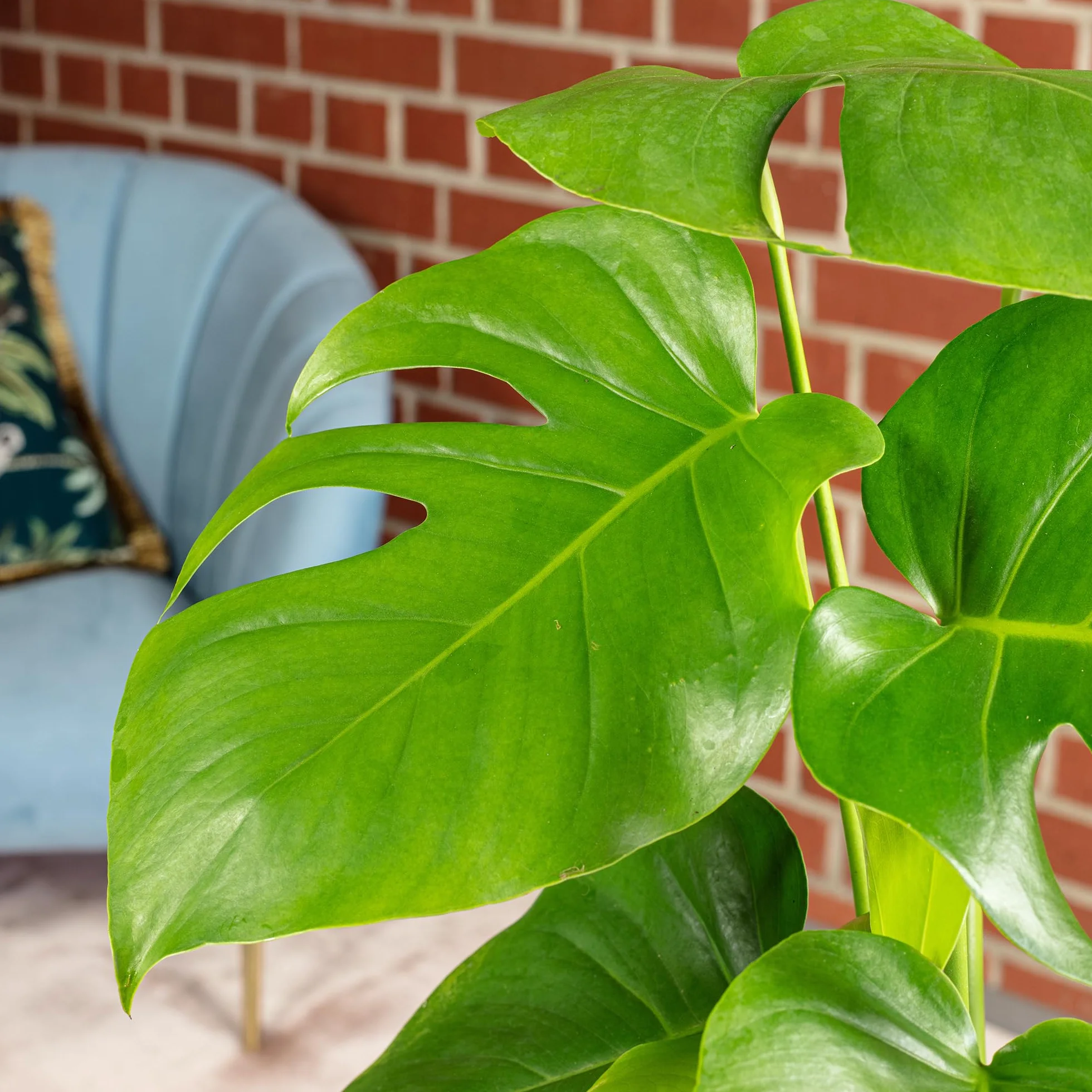 Skrzydło okienne - łatwa w pielęgnacji roślina pokojowa, Monstera Deliciosa - wysokość ok. 75 cm, średnica doniczki 19 cm