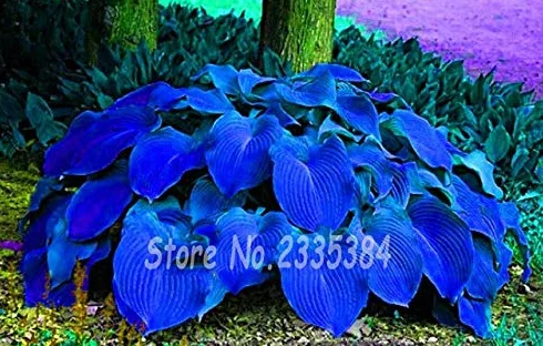 50Pcs / Pack raro Semi di hosta Perenni Fiore di giglio Pizzo bianco Fai da te Giardino domestico Copertura del terreno Pianta