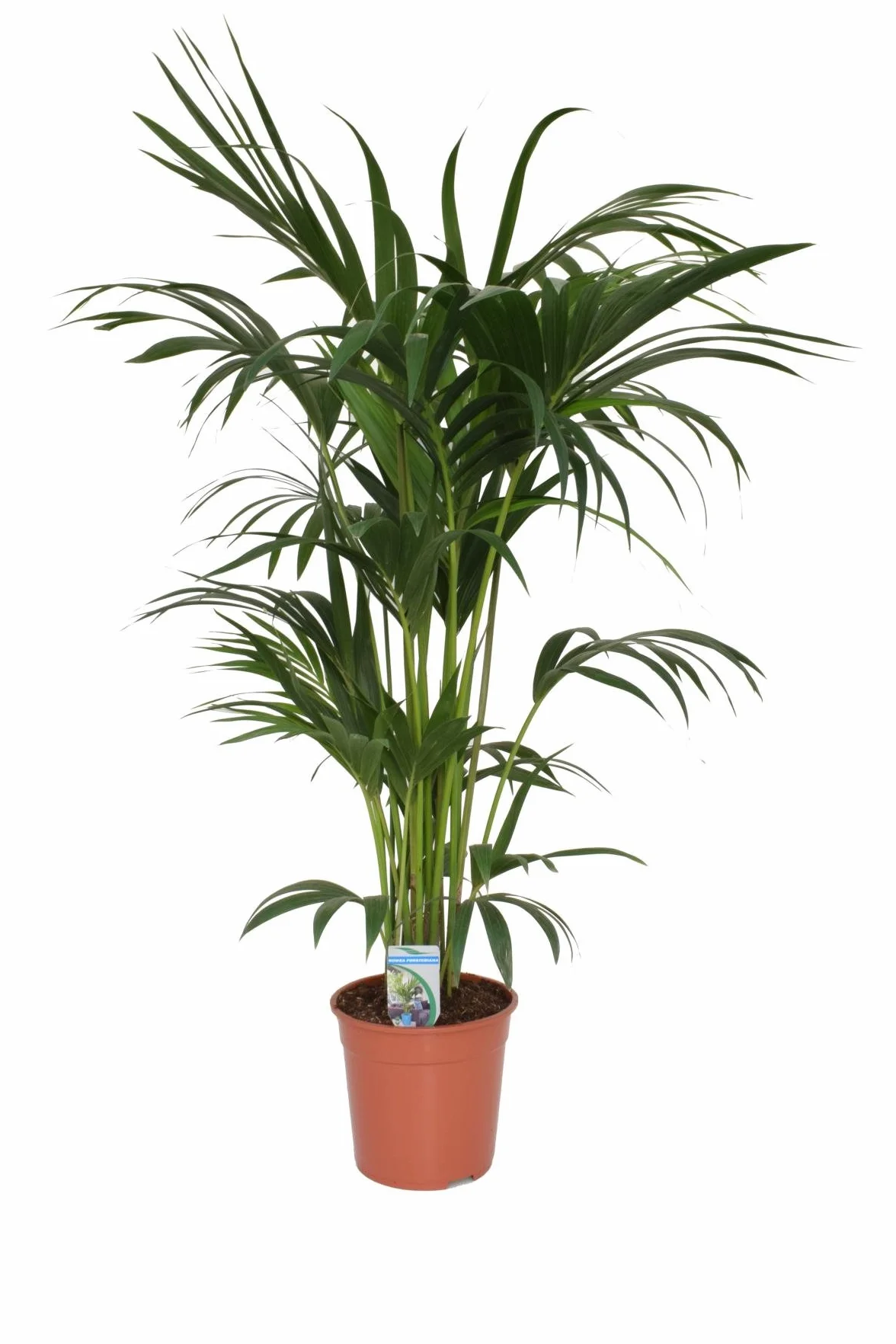 Palma Kentia 140-160 cm Howea forsterian