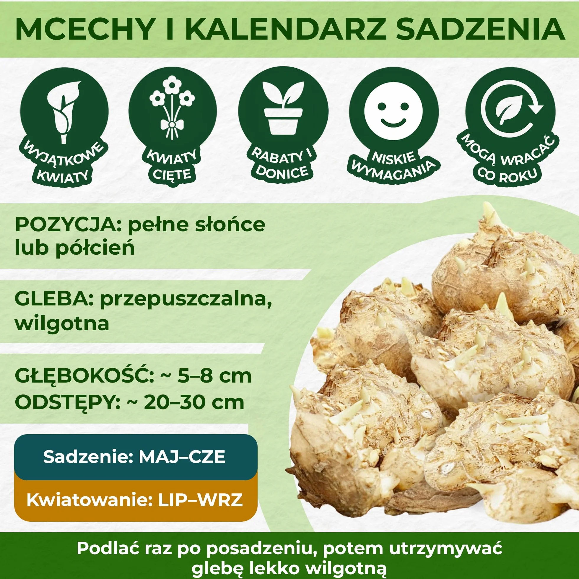 Kolekcja cebul Sunny Calla Lily, 10 sztuk Zantedeschia, 5 odmian, po 2 mieszanki kolorów, idealna jako roślina doniczkowa i ogrodowa, mieszanka cebul kwiatowych z Holandii (bez nasion, nie sztuczna)