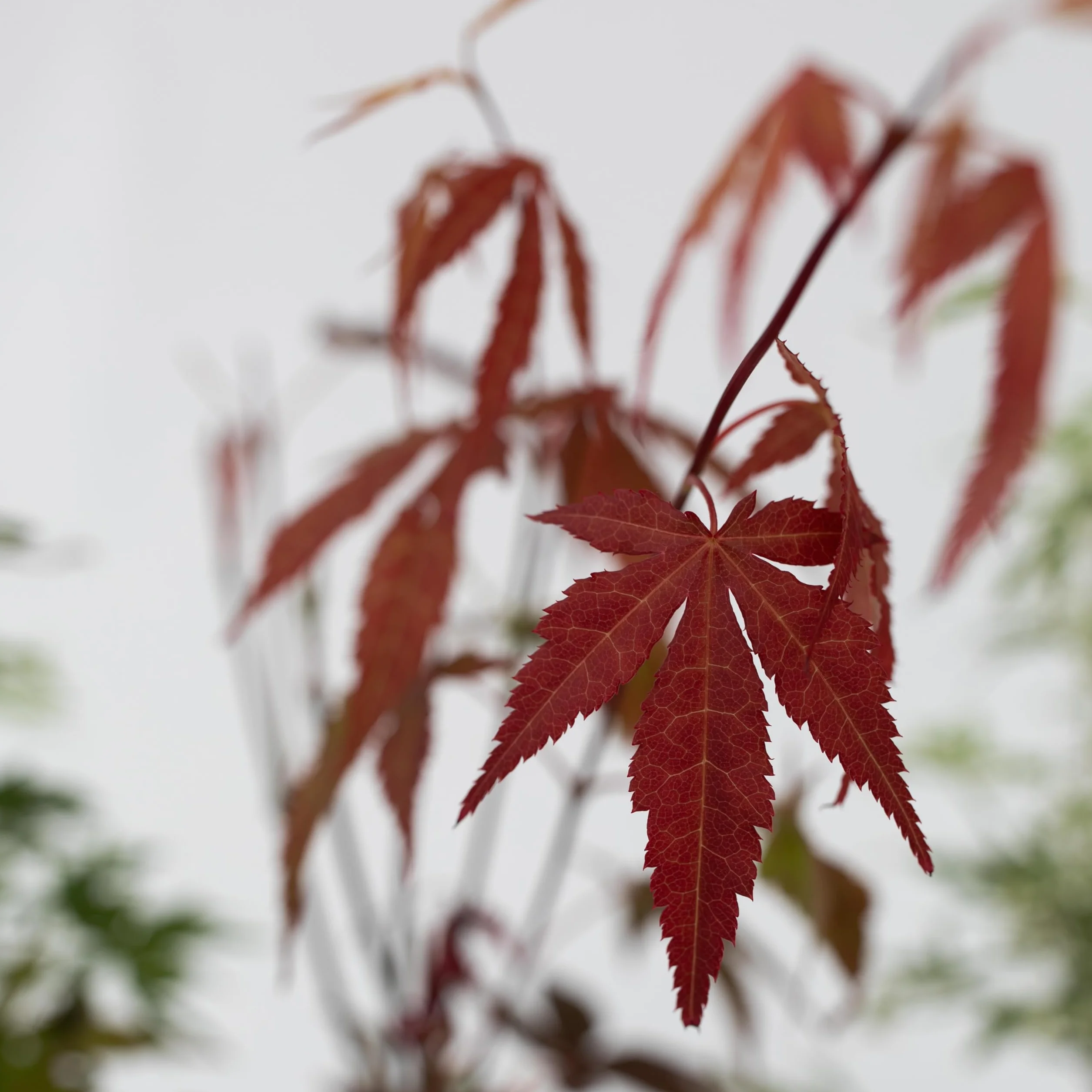 Zestaw 4 Klonów Japońskich Acer palmatum Atropurpureum Going Green Orange Dream Butterfly 10,5cm 25-40cm