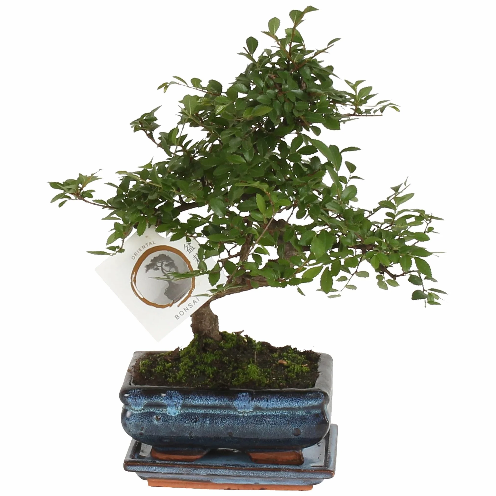 Plant in a Box - Bonsai 'Zelkova' - W kształcie litery S - Wysokość 20-30 cm - Rozmiar doniczki 15cm