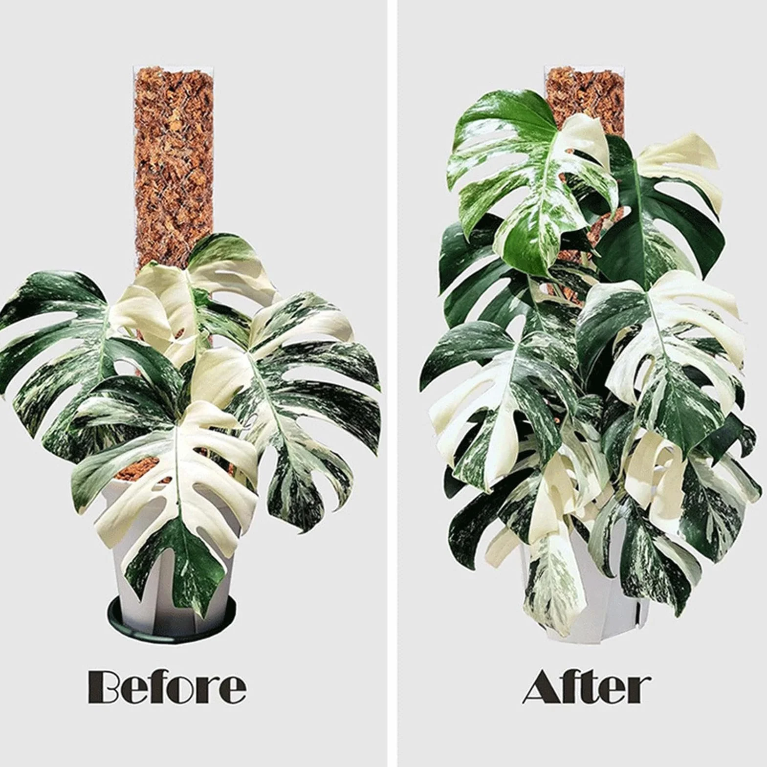 Podpórka do mchu, drążek wspinaczkowy Monstera, palik do mchu, kij podtrzymujący rośliny, 48 cm drążki do układania w stos do roślin pnących monstera, przezroczysty mch do pnącza monstera