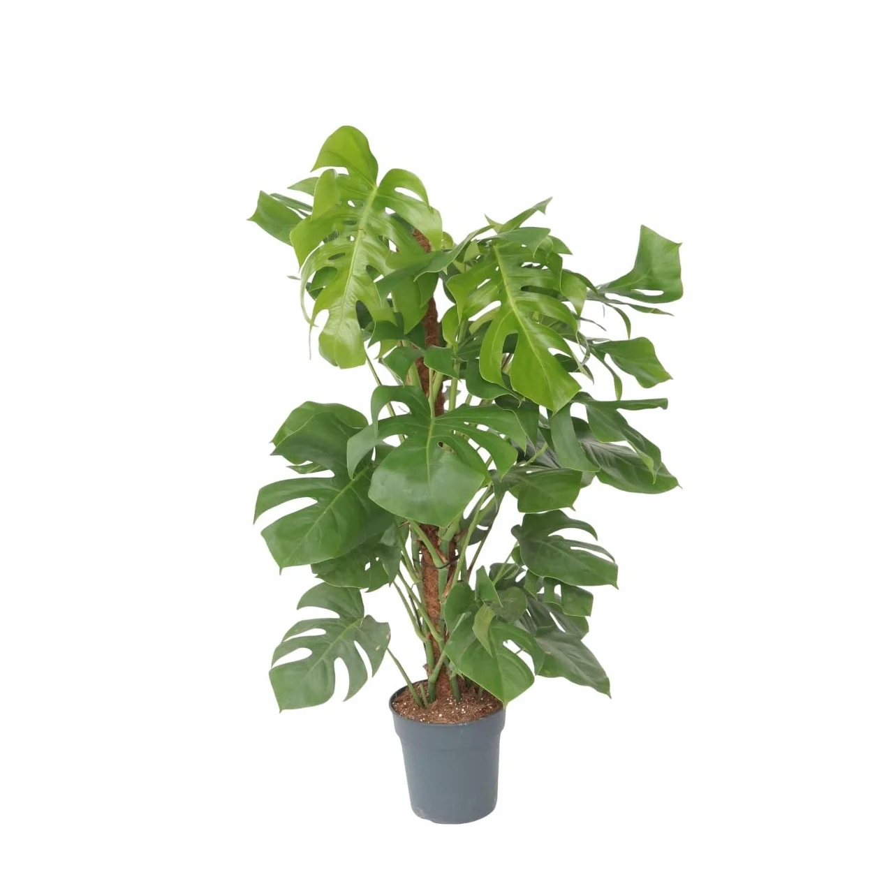 Plant in a Box - Monstera Deliciosa - Dziurawiec - Doniczka 24cm - Wysokość 120-130cm