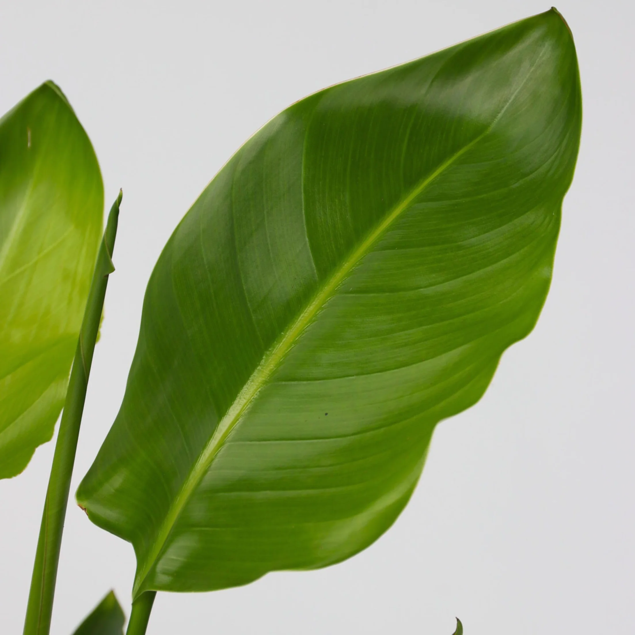 Plant in a Box - Strelitzia Nicolai z Ozdobnym Koszykiem - Rajski Ptak - Doniczka 17cm - Wysokość 55-70cm - Roślina Domowa