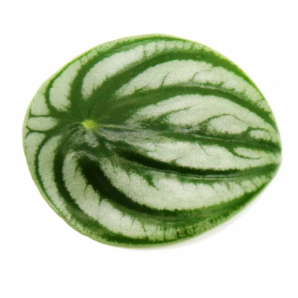 Peperomia argyreia arbuz papryka karłowata arbuza w doniczce 12 cm