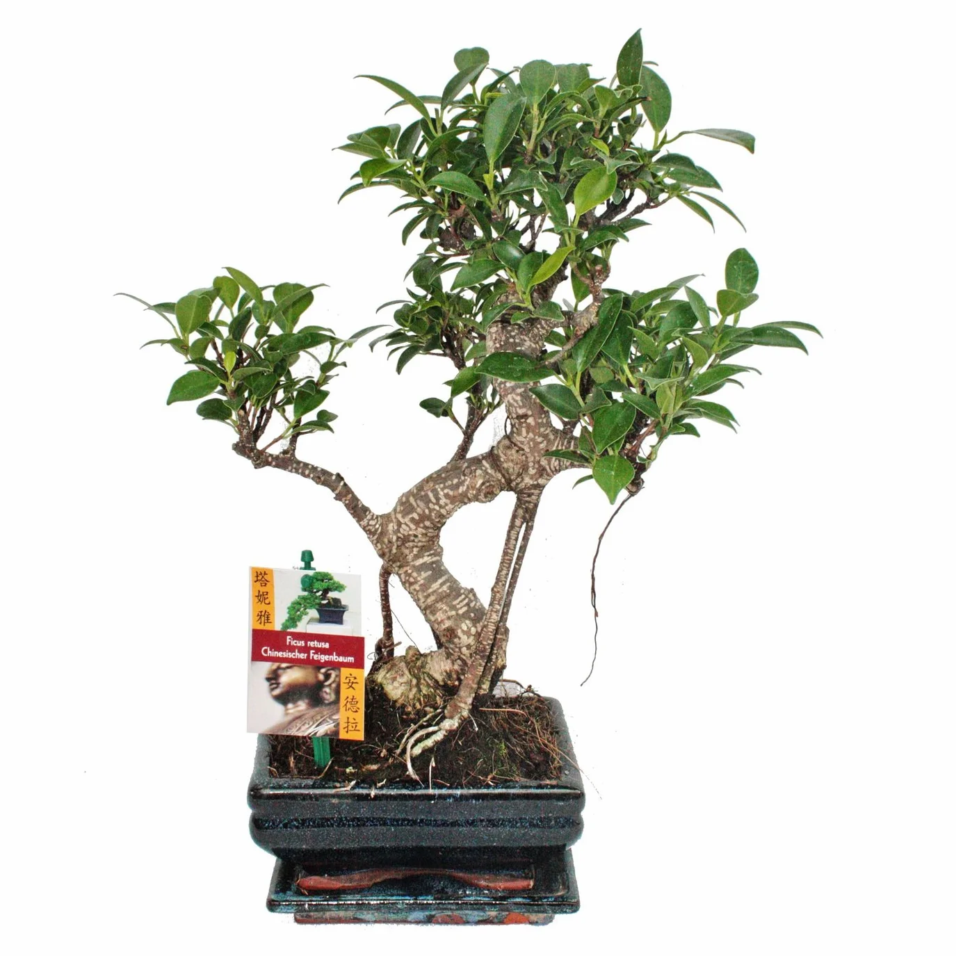 Exotenherz – bonsai chińskie drzewo figowe – ficus retusa, ok. 6 lat.