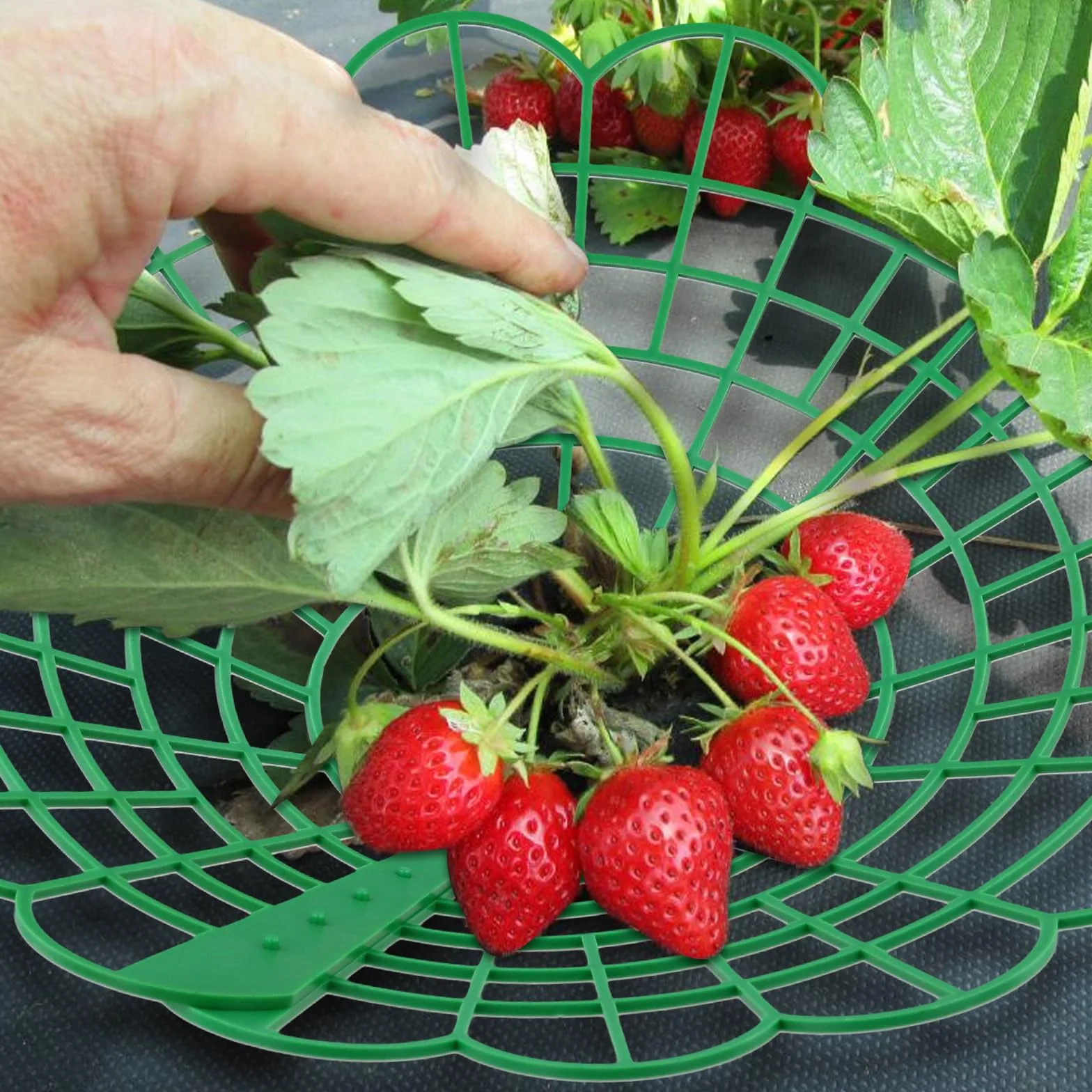 KEILEOHO Stojak na Truskawki 30 sztuk 29 cm x 4,2 cm Zielony Tworzywo Sztuczne