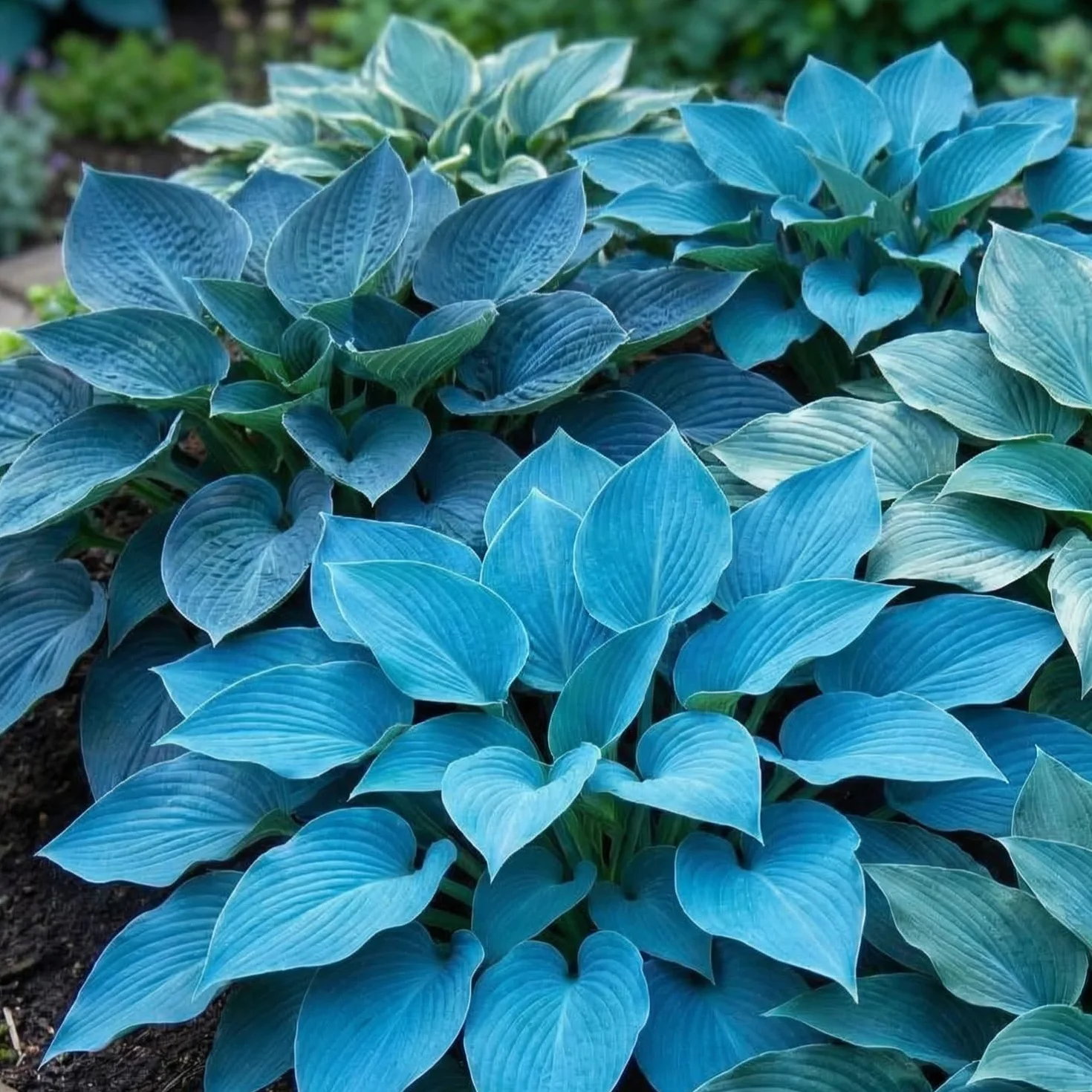 Hosta Blue Collection 5 odmian duże byliny z gołymi korzeniami