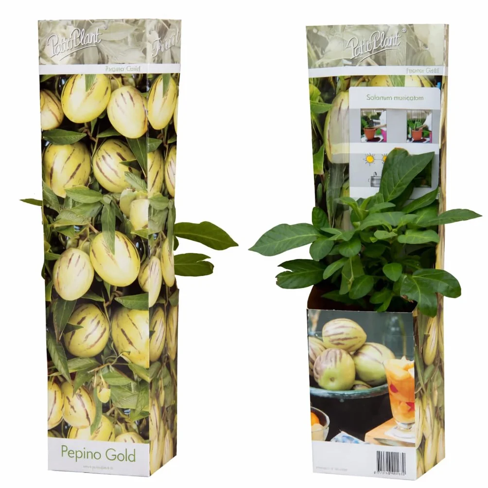 Solanum Pepino Gold 20-40 cm – słodka i aromatyczna gruszka melonowa, egzotyczna roślina owocowa do ogrodu i na balkon