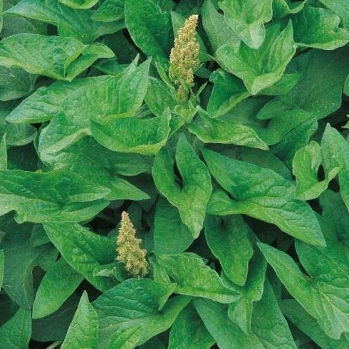 Fresh Seeds - Semi di erbe - Good King Henry - 50 semi:Seeds