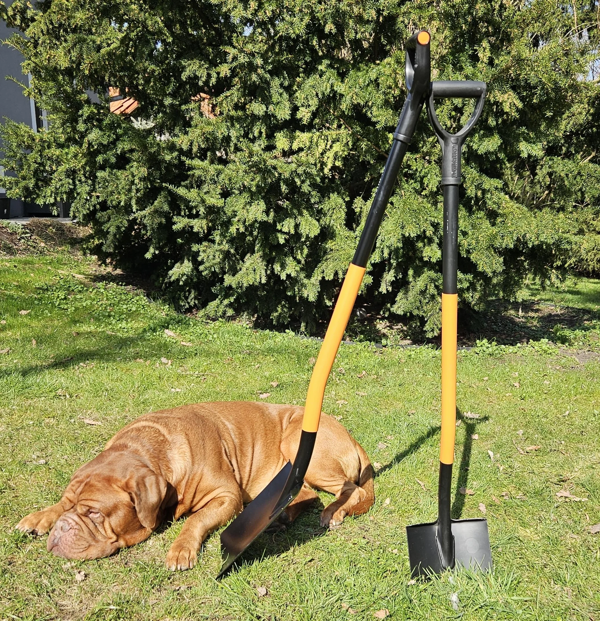 Mivos Ergonomiczna łopata ze stali węglowej – 124 cm – łopata ogrodnicza z hartowanym ostrzem i uchwytem D – do twardych podłóg kamienistych – wyprodukowano w UE