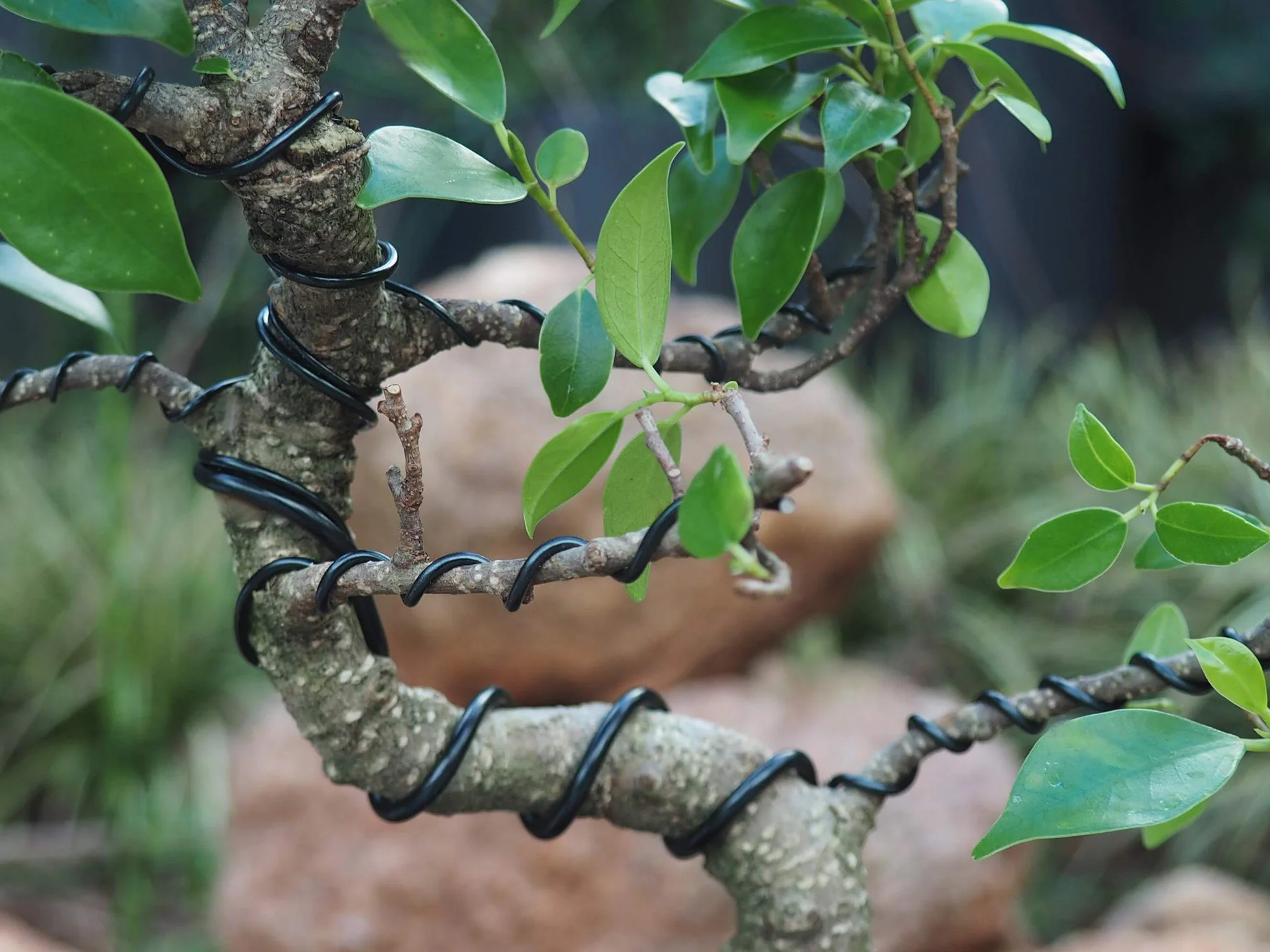 Grow A Bonsai drzewo anodowane aluminium bonsai drut treningowy 5-częściowy zestaw startowy - 1,0 mm, 1,5 mm, 2,0 mm, 2,5 mm, 3,0 mm (łącznie 147 stóp) (5 rozmiarów, czarny)