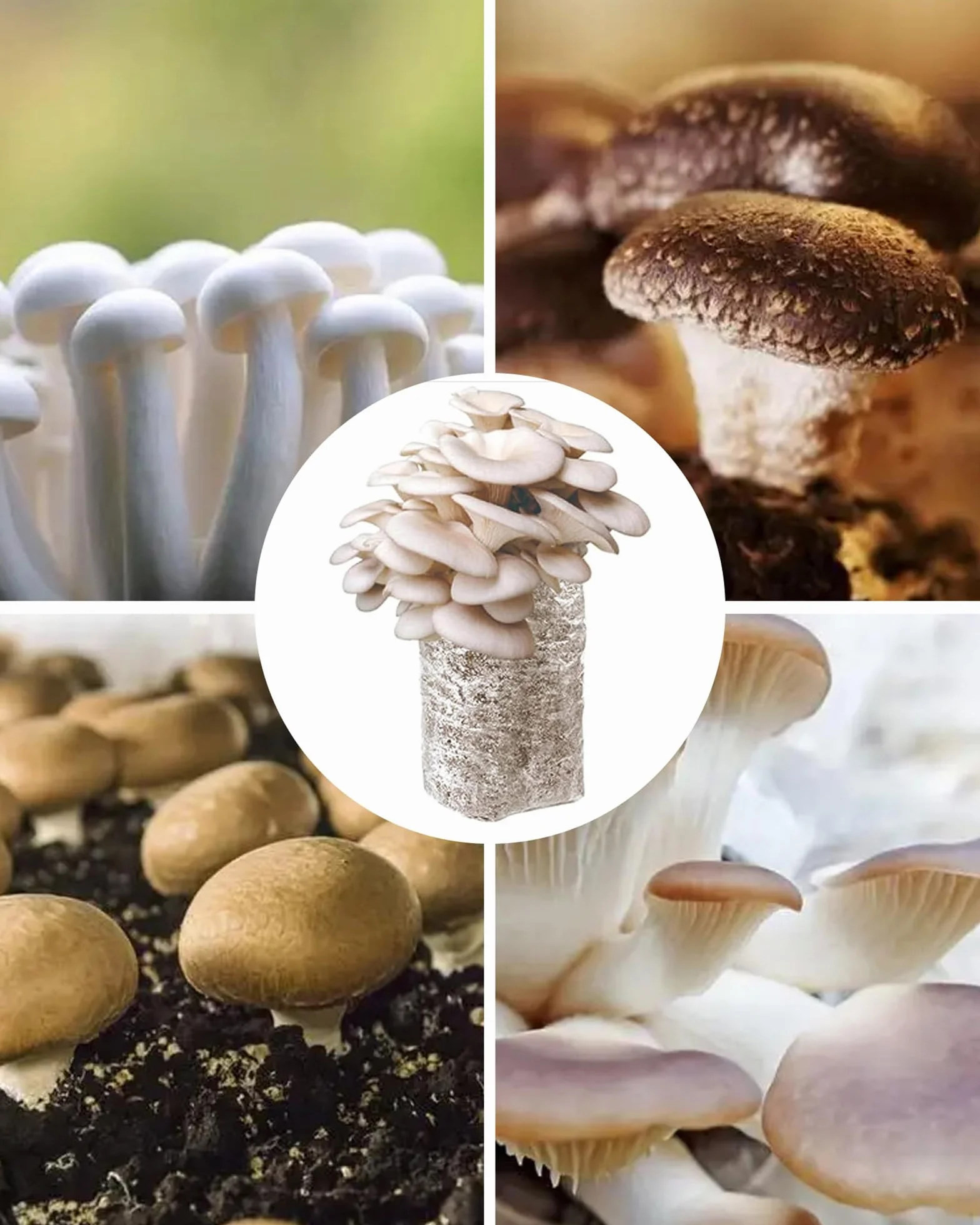 50 sztuk worków do hodowli grzybów: przezroczyste worki do uprawy grzybów, zestaw worków do uprawy grzybów z filtrem do pieczarek, grzybów Enoki Shiitake, zbóż, boczniaków (32 x 50 cm)