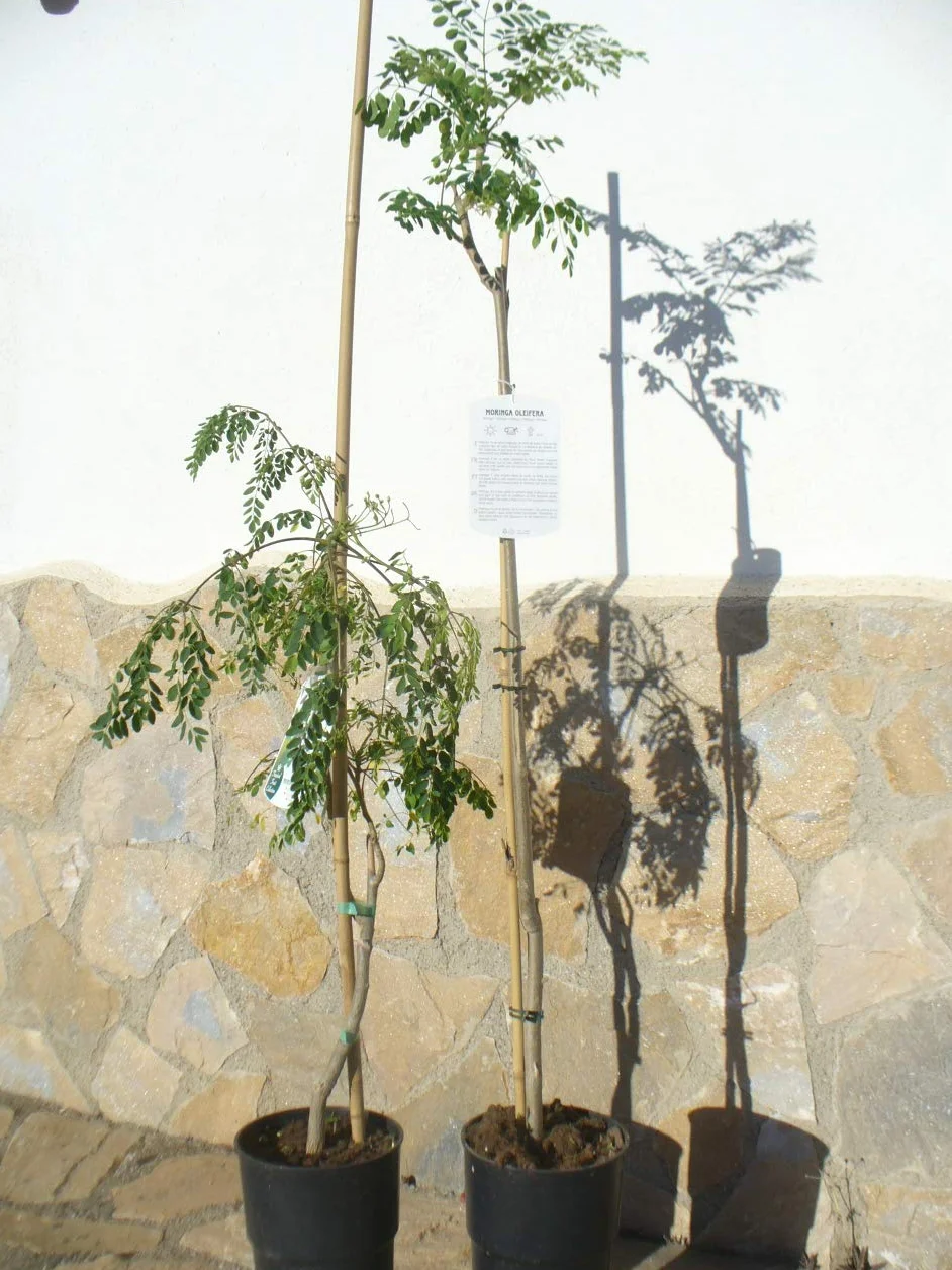 Moringa oleifera drzewo rzodkiewki morskiej, 1 młode drzewko o wysokości ok. 85–130 cm, szybko rosnące drzewo zdrowia