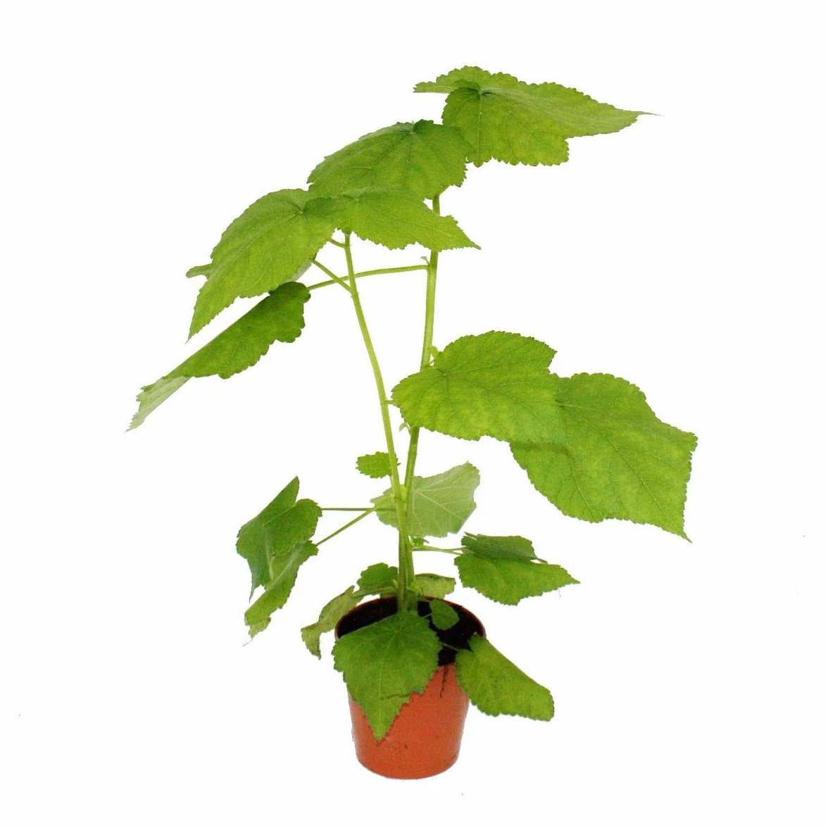 Sparmannia africana Lipa pokojowa doniczka 17 cm
