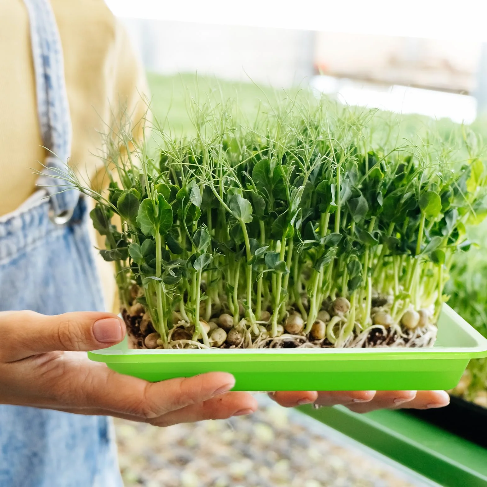 Miska do uprawy rzeżuchy, misa na kiełki, mikrogreens, miska na kiełki, misa na kiełki, Microgreen