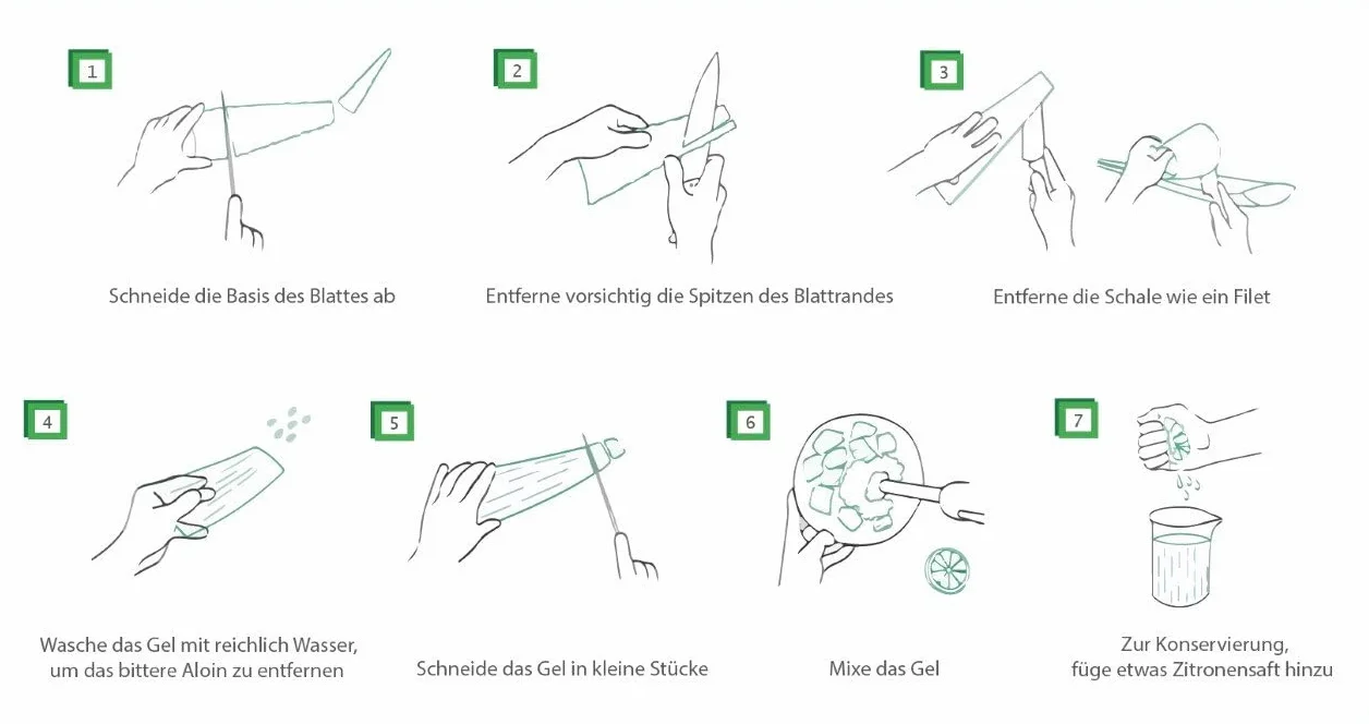 Health for All Liście Aloesu Barbadensis 2 x Bio