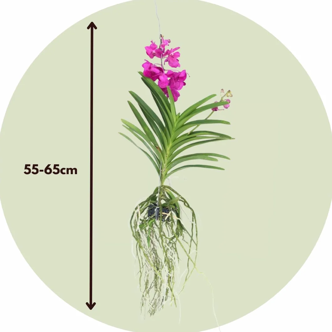 Plant in a Box - Orchidea Vanda 'Tayanee Cerise' - Kremowo-biała - Wysokość 65cm