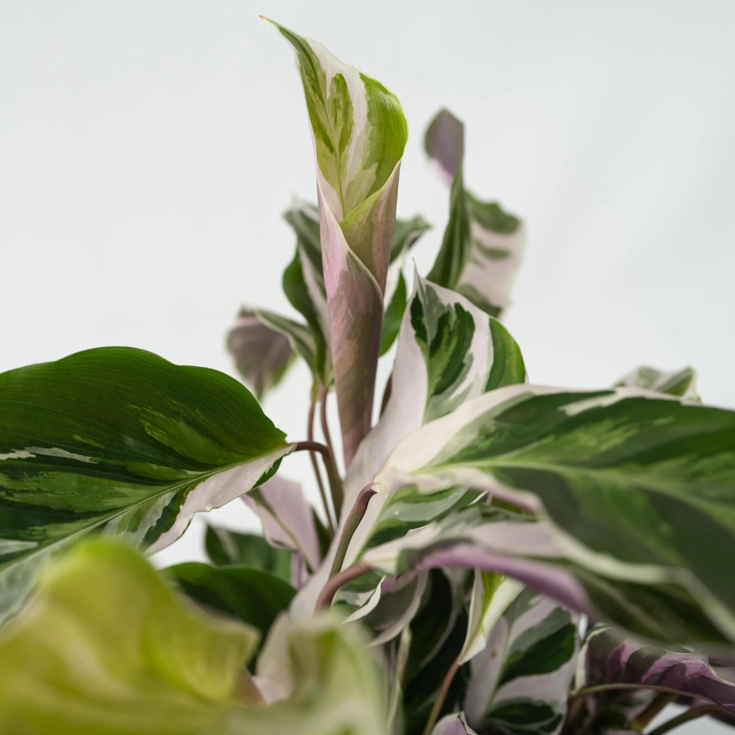 Calathea 'Fusion White' Kalatea 14cm 30-40cm