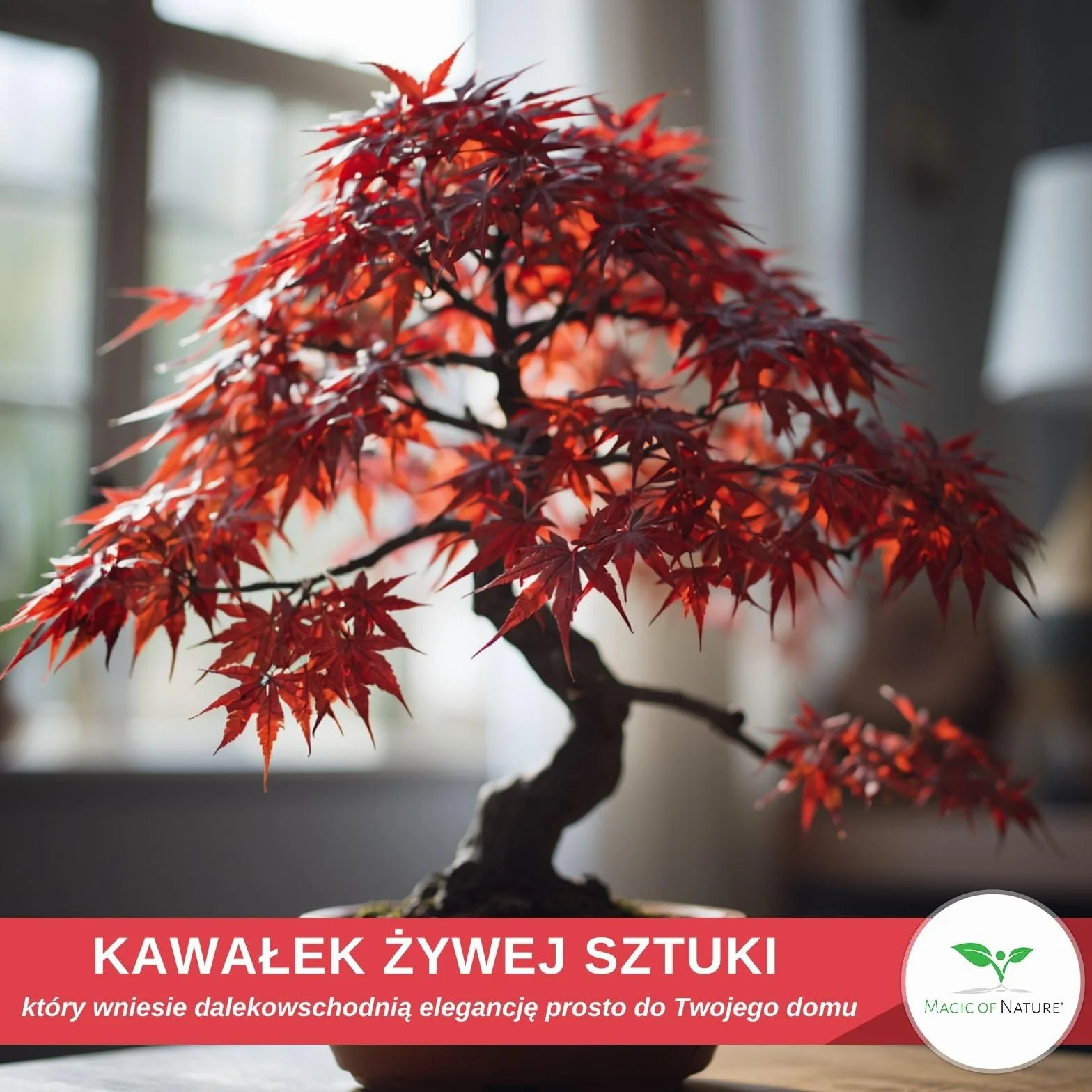 Klon Palmowy Czerwony Nasiona 20 szt - Mrozoodporny Acer Palmatum Atropurpureum Bonsai Ogród