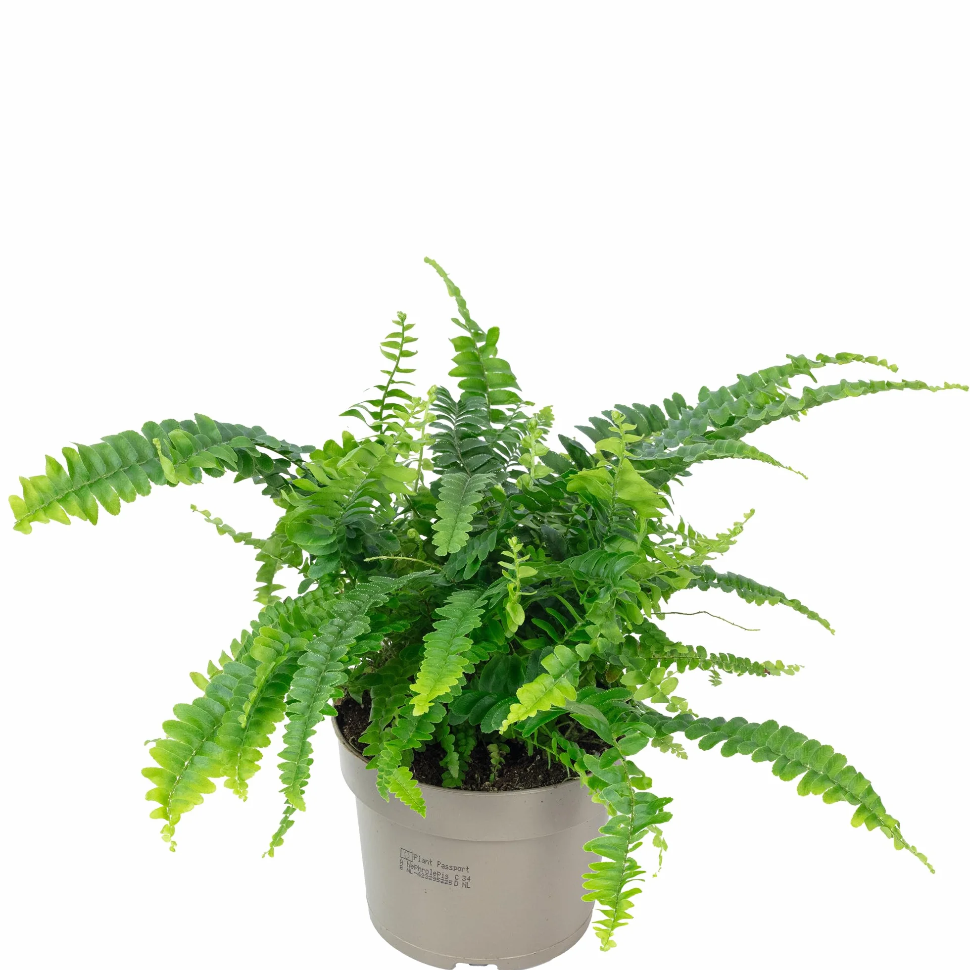 Paproć mieczowa "Green Lady" – prawdziwa roślina pokojowa, Nephrolepis – wysokość ok. 35 cm, średnica doniczki 12 cm