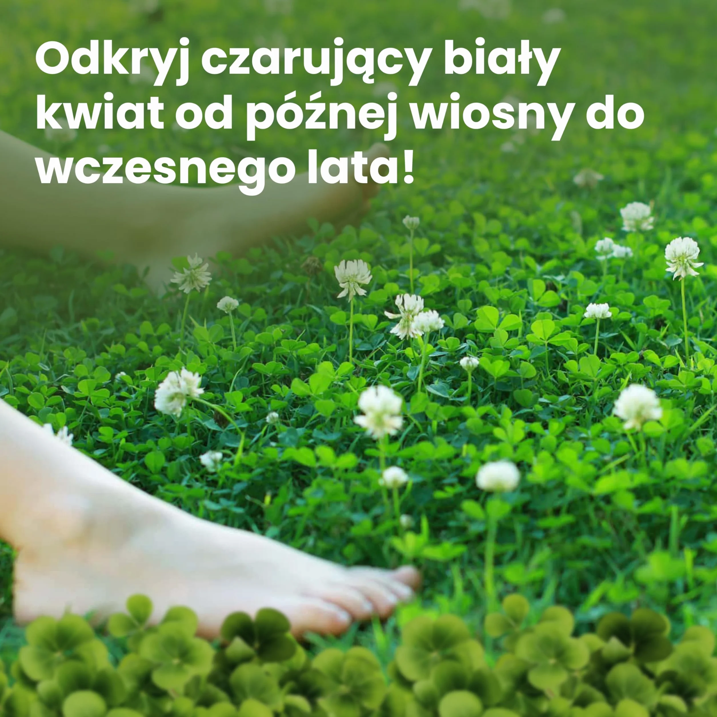 LERAVA® Nasiona niskiej koniczyny (50 m²) - Biała mikrokoniczyna na trawnik - Nie wymaga koszenia - Wiąże azot i poprawia glebę - Nasiona koniczyny z białymi kwiatami