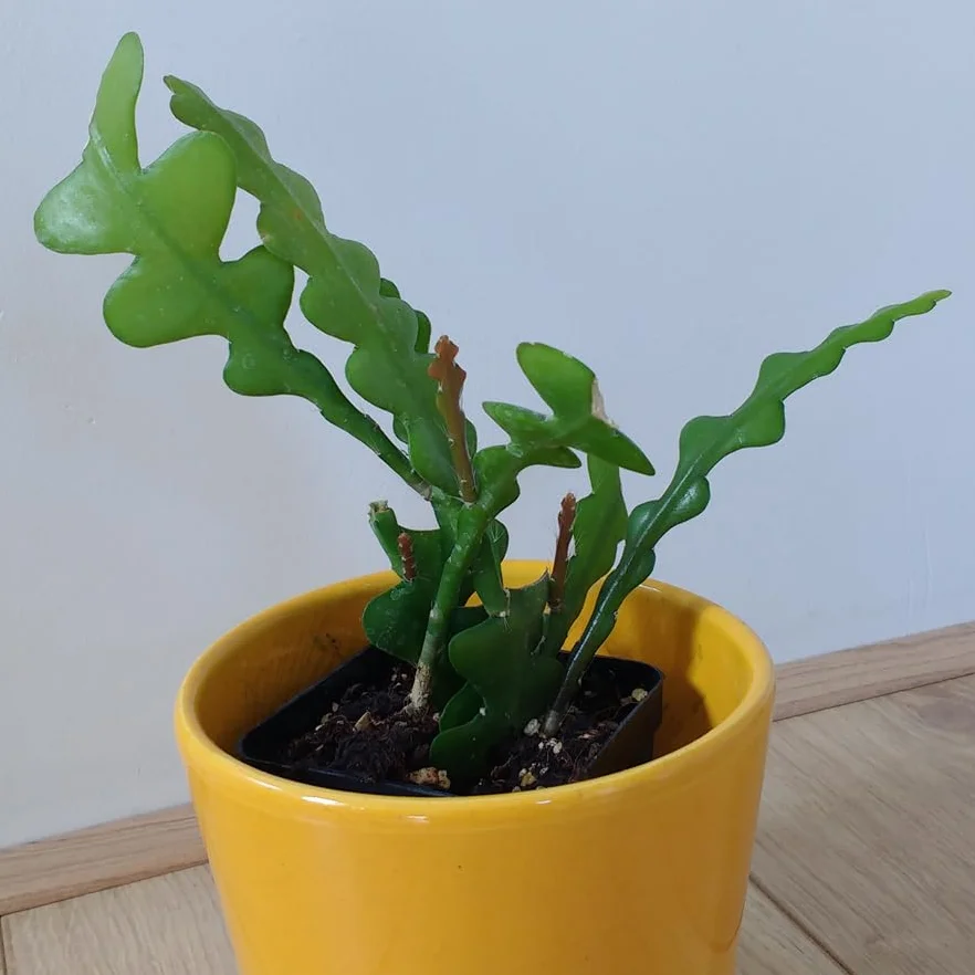 SUNNYPLANTS – Epiphyllum anguliger, kaktusy w jodełkę, rośliny Epiphyllum, sadzonki, kaktusy, nasiona kaktusa, sadzonki, sukulenty, rośliny pokojowe