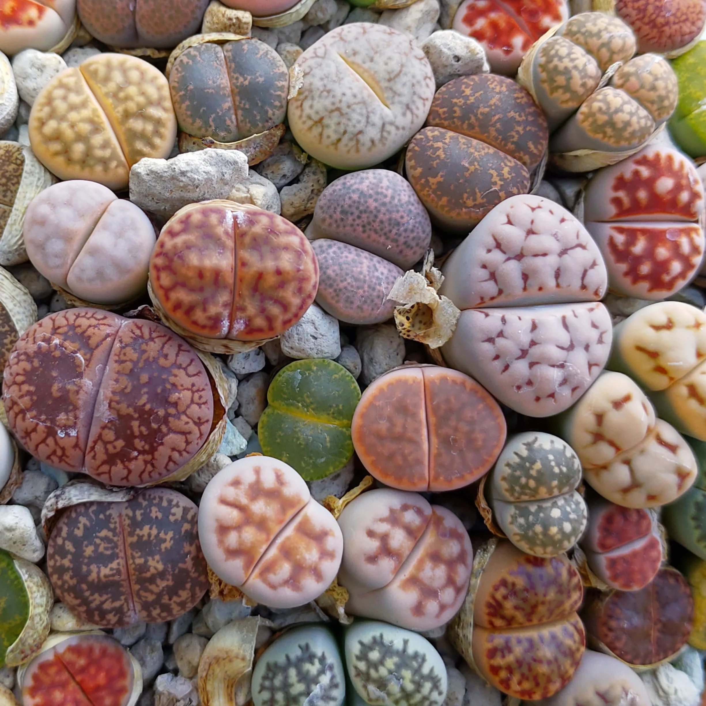 SUNNYPLANTS Lithops mieszanka roślin, rzadkie sukulenty żywe kamienie (10)
