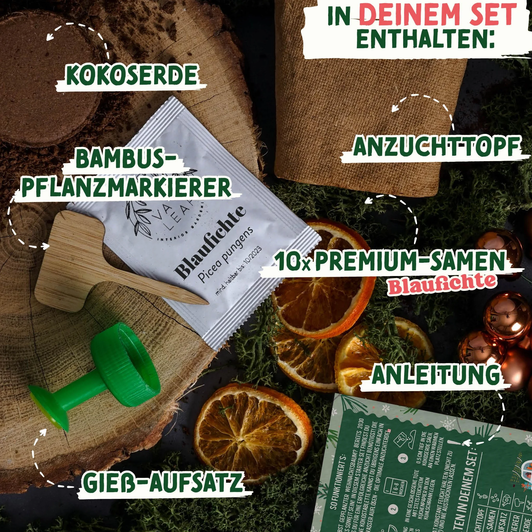 valeaf Zestaw do uprawy choinki I świetny pomysł na prezent, tajemniczy prezent od Mikołaja Boże Narodzenie, prezenty od Mikołaja i prezenty ogrodowe I choinka z puszki zestaw roślin wraz z