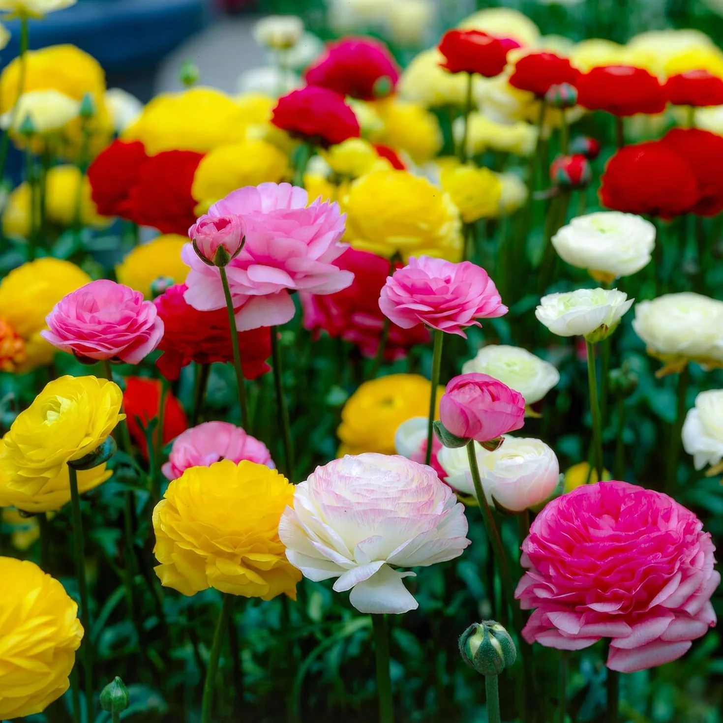 Mieszanka Ranunculus 50 sztuk, cebulki z Holandii, 5 kolorów, wytrzymałe