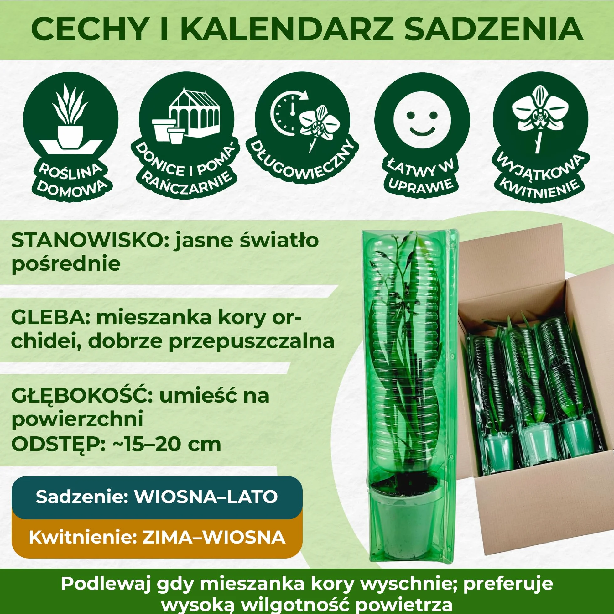 Kolekcja trzech prawdziwych storczyków Dendrobium Nobile o wysokości 30-40 cm, kwitnących i pachnących uprawianych w Holandii (bez sztucznych orchidei, bez nawozów i doniczek, bez nasion)