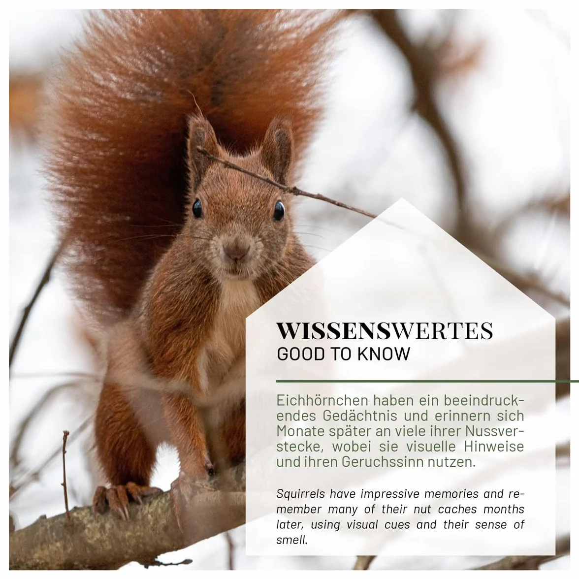 Karmnik dla wiewiórek z drewna sosnowego odporny na warunki atmosferyczne zmontowany