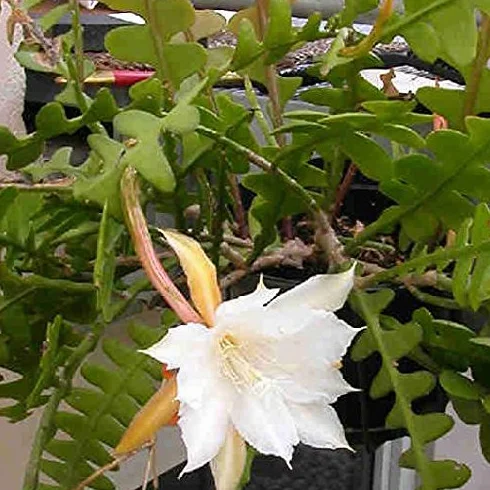 SUNNYPLANTS – Epiphyllum anguliger, kaktusy w jodełkę, rośliny Epiphyllum, sadzonki, kaktusy, nasiona kaktusa, sadzonki, sukulenty, rośliny pokojowe
