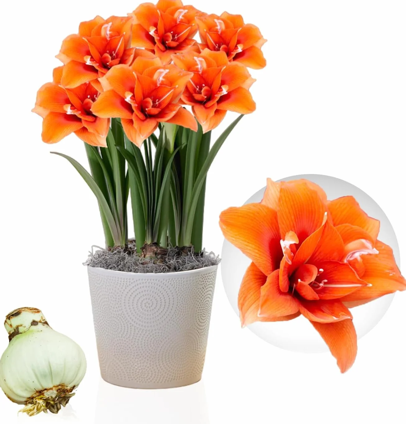 Cebula Amaryllis Celica 26/30 Hippeastrum z Holandii