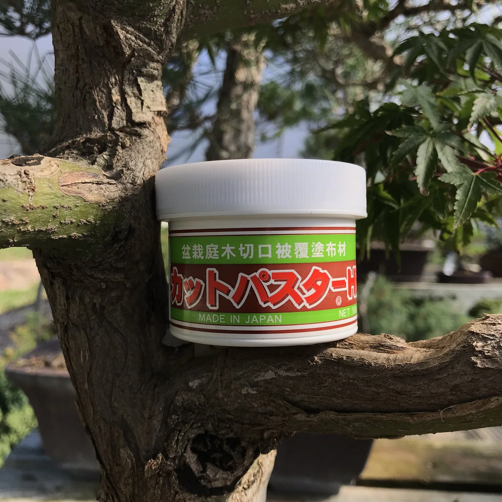 Mastyks japo?ski, pasta lecznicza specyficzna dla bonsai li?ciastych, 190 gr